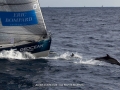 0601 Dauphins (2)
